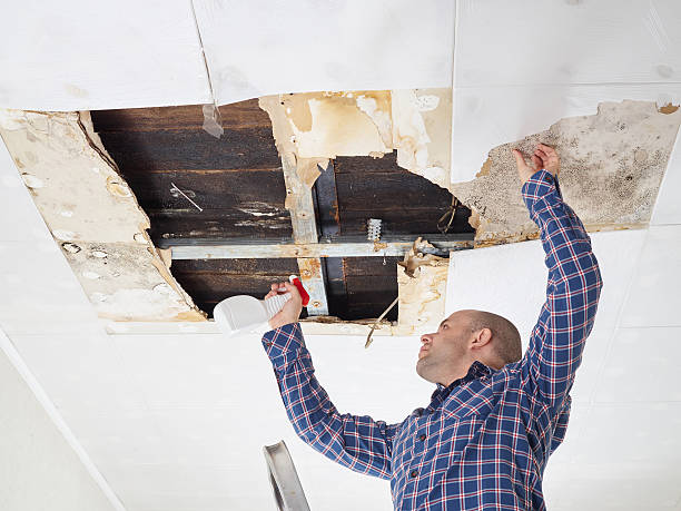 Best Residential Mold Inspection & Testing  in Pierce, CO